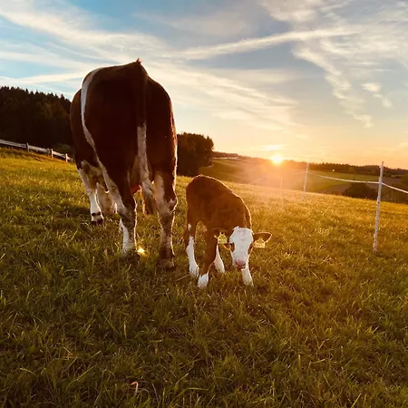 Biobauernhof Hoellerbauer * Monichwald