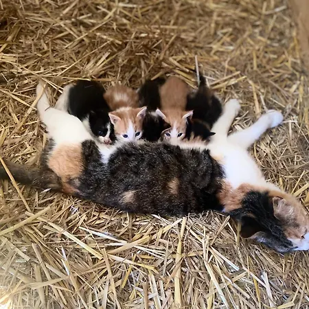 Biobauernhof Hoellerbauer 팜스테이 *