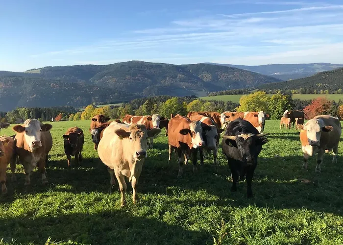 Biobauernhof Hoellerbauer Monichwald