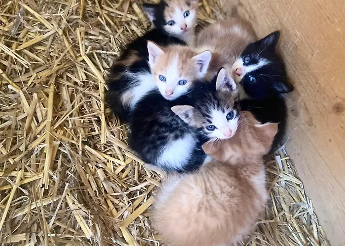 Biobauernhof Hoellerbauer مزرعة للإقامة