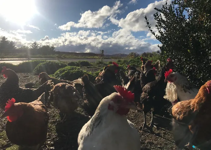 Farm stay Biobauernhof Hoellerbauer