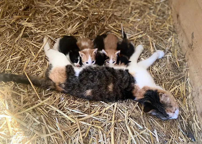 Biobauernhof Hoellerbauer مزرعة للإقامة *